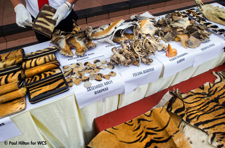 1 Berbagai jenis barang sitaan yang terbuat dari bagian tubuh satwa dilindungi edit Langkah Gontai Harimau Sumatera yang Tak Henti Diburu